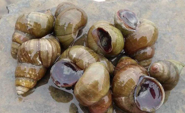 深圳柳州螺蛳粉培训,柳州螺蛳粉加盟和培训