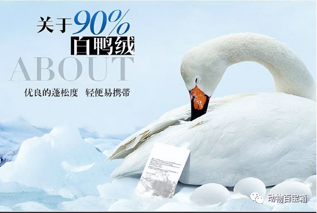 鹅绒是从活鹅身上拔的吗,鹅绒被跑出来的绒会呼吸进肺里吗