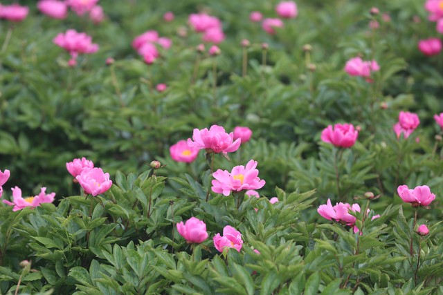 祛斑霜怎么用正确,祛斑防晒霜使用方法