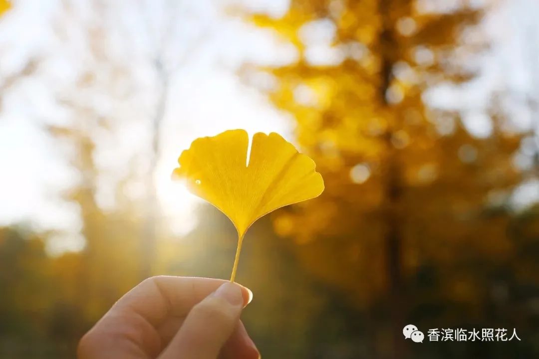 奋斗成就梦想作文初一,奋斗成就梦想作文高一