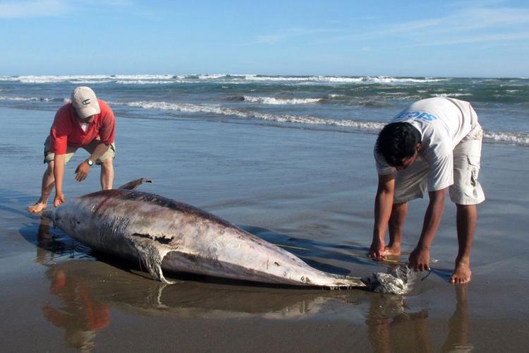 布鲁氏杆菌性脊柱炎的诊断和治疗,布鲁菌性脊柱炎吃什么药
