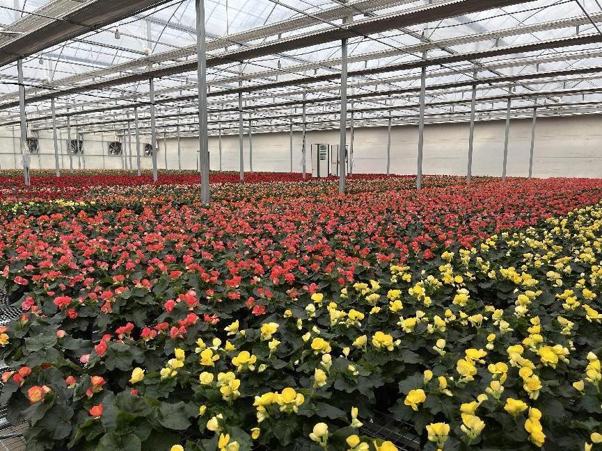 年宵花的市场在哪里,年宵花市场视频