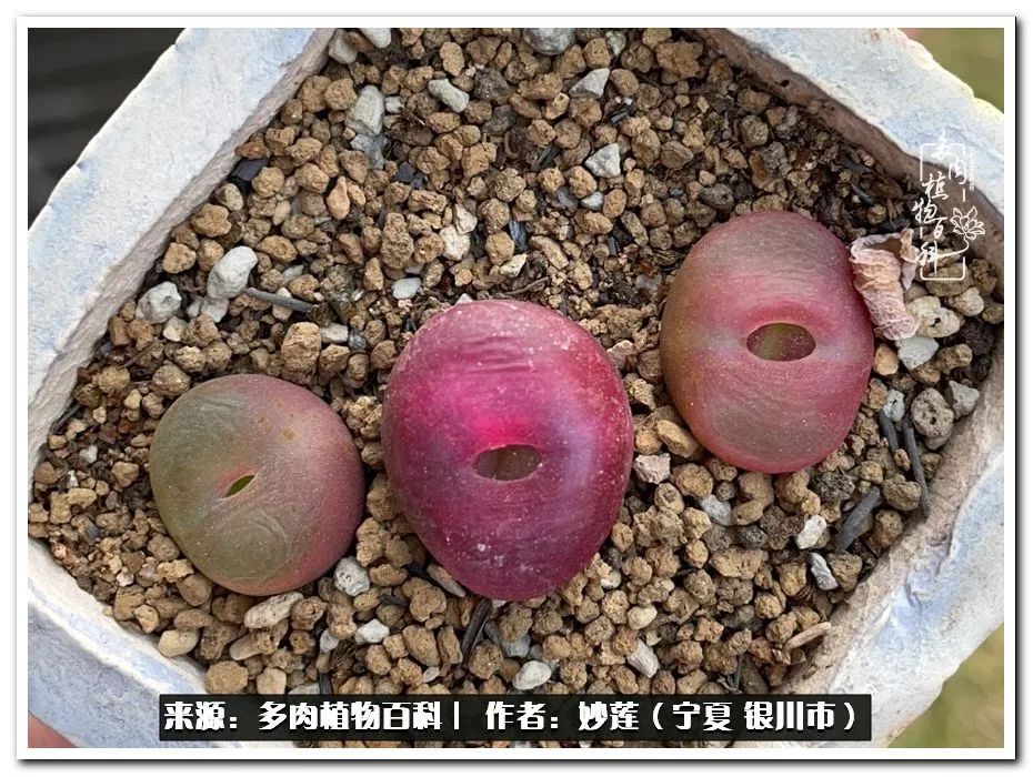 世间繁华三千不如一隅清欢,世间繁华三千不如有一院清欢