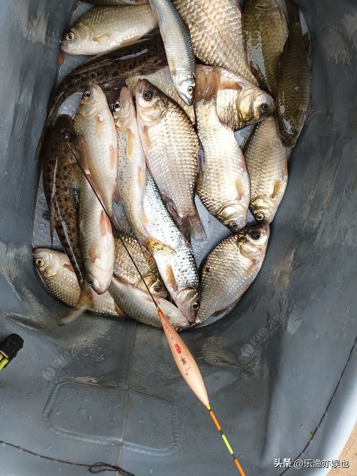 新入坑调漂的正确方法与技巧,新手钓友看完也能会的调漂技巧