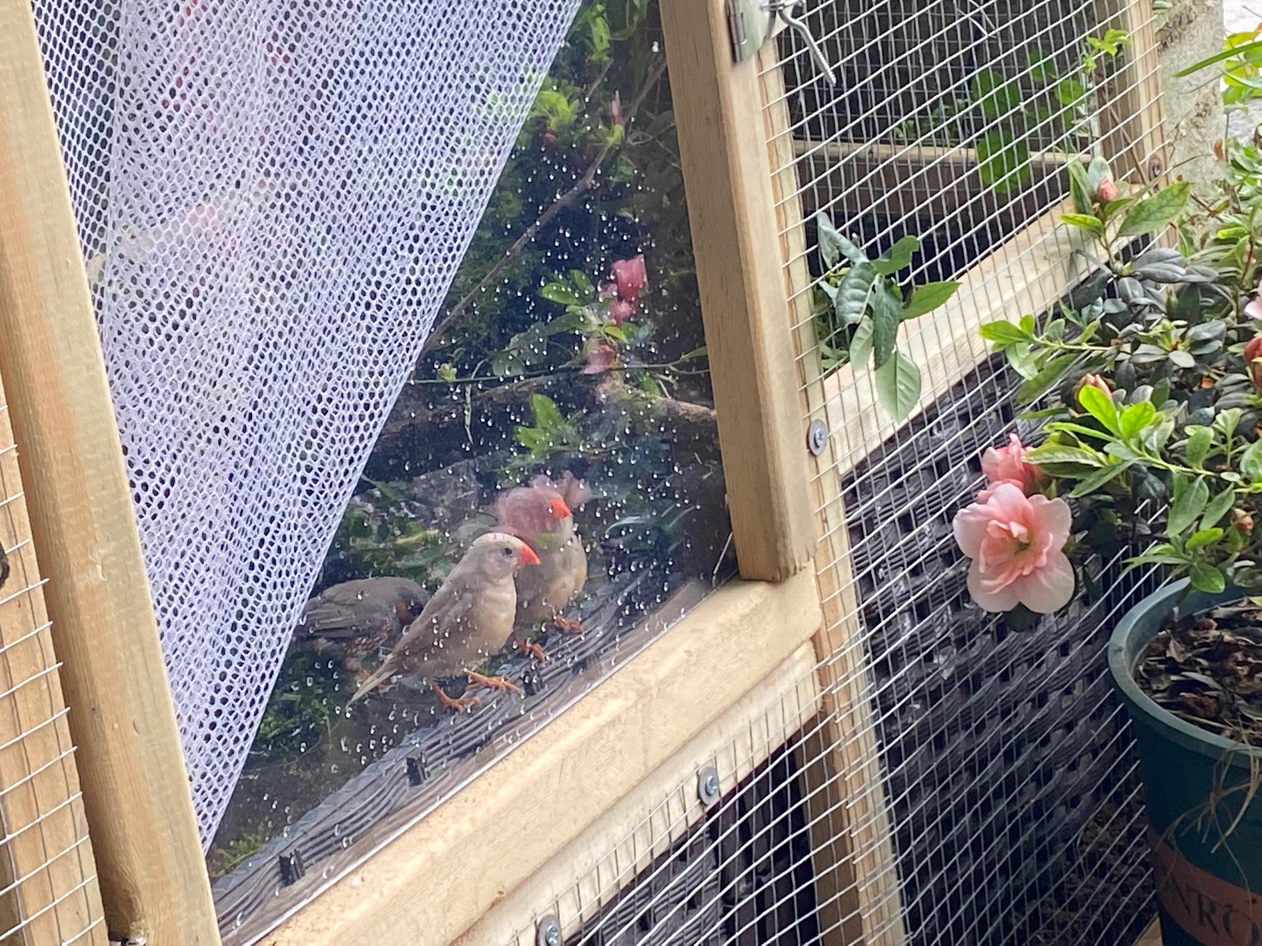 珍珠鸟原生态喂养方式，平时都不用打理，两个月生宝宝！懒人养鸟