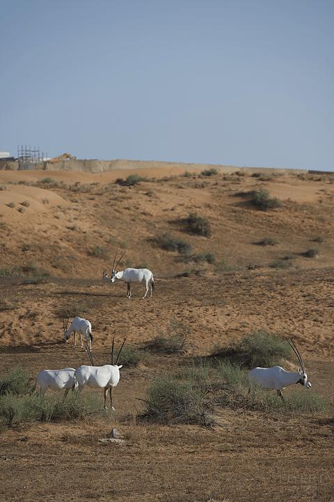 哈伊马角利兹卡尔顿,哈伊马角沙漠丽思卡尔顿酒店