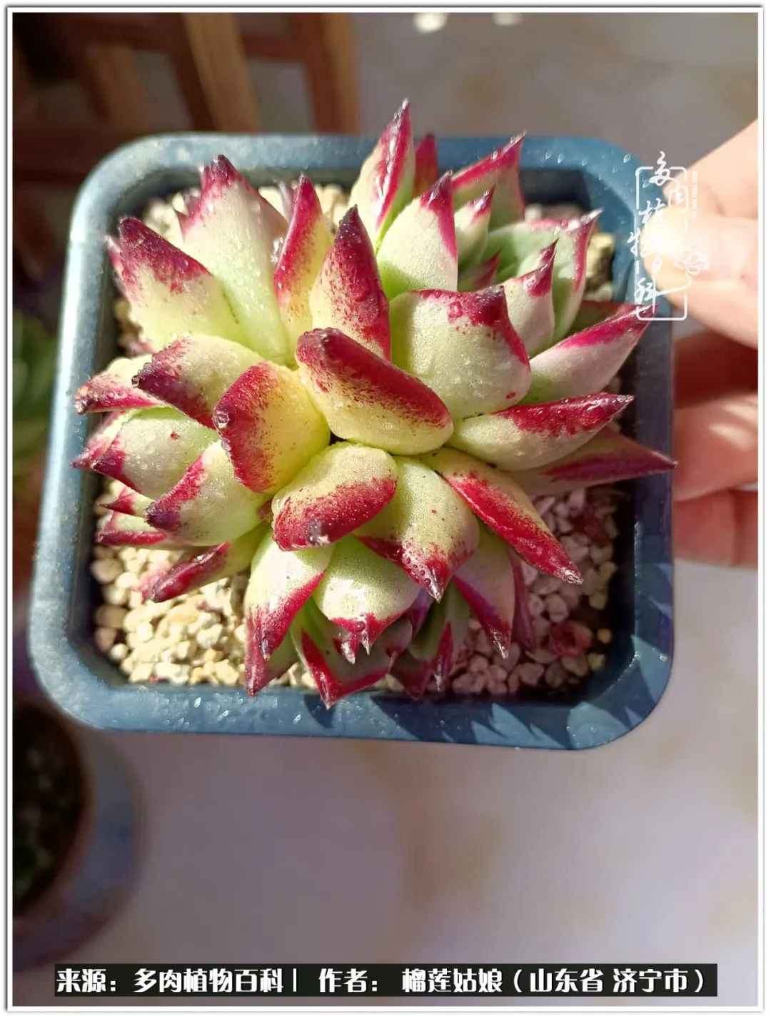 繁花似锦觅安宁淡如流水度一生,繁花似锦觅安宁淡云流水度人生