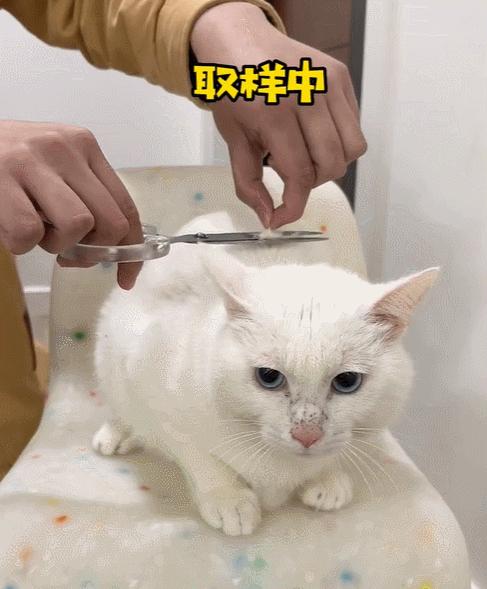 喜当爹!三只公猫凑不出一个蛋,结果...谁给母猫肚子搞大了!