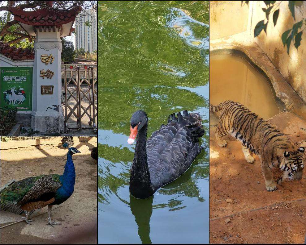 三明麒麟山公园有什么好玩的吗,你知道麒麟的故事吗