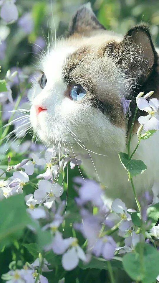 迪士尼可爱动物壁纸动态,可爱动物手机壁纸超清全面屏