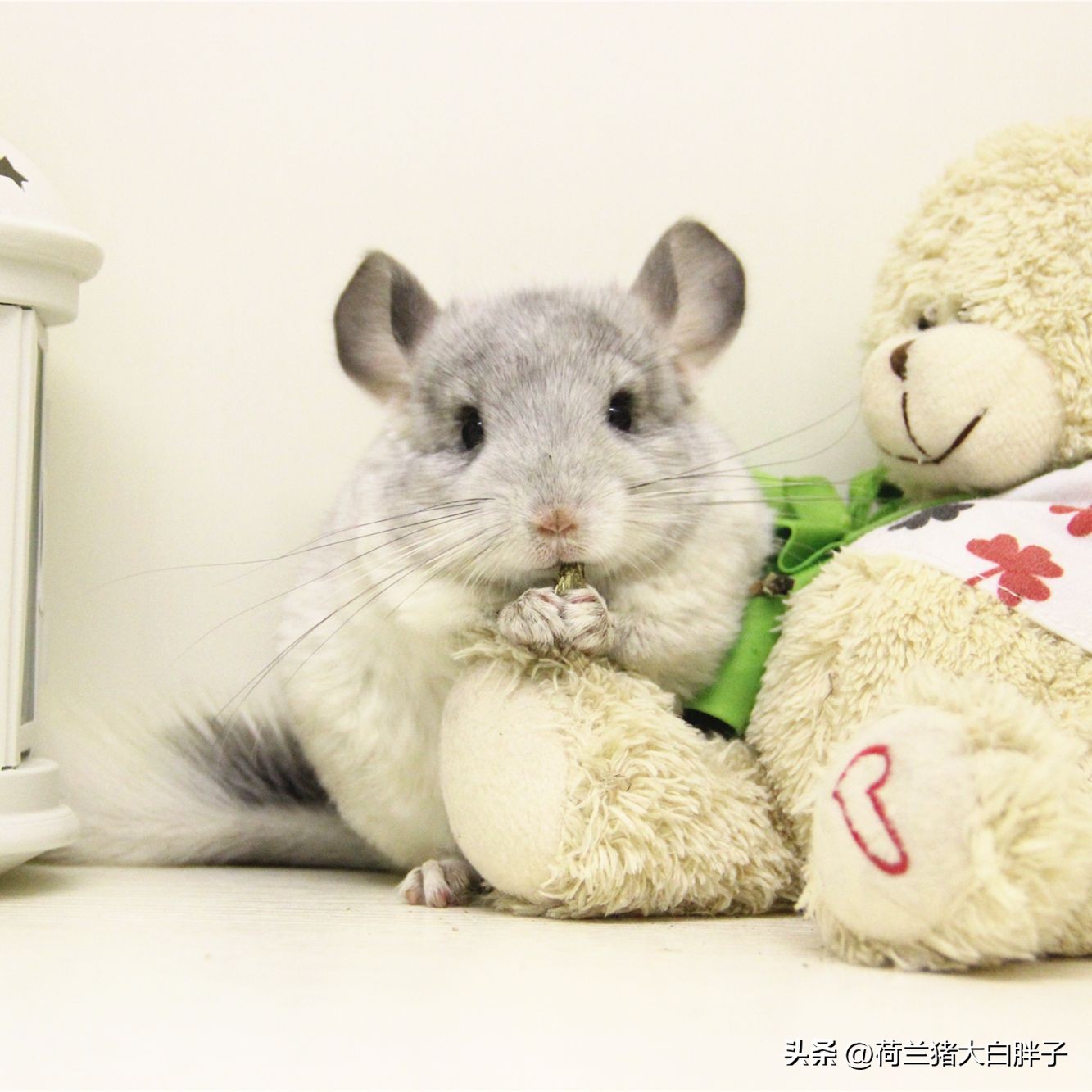 养龙猫的十大坏处,宠物龙猫好养么视频播放