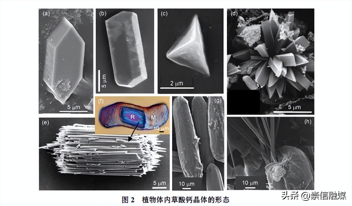 菠萝扎嘴为什么还要吃,菠萝扎嘴是什么原因