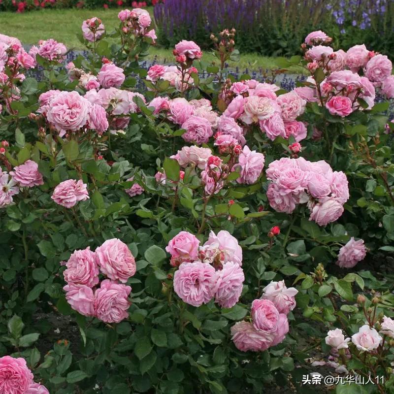 通过adr认证的月季品种,奥古斯塔路易斯月季是adr认证吗