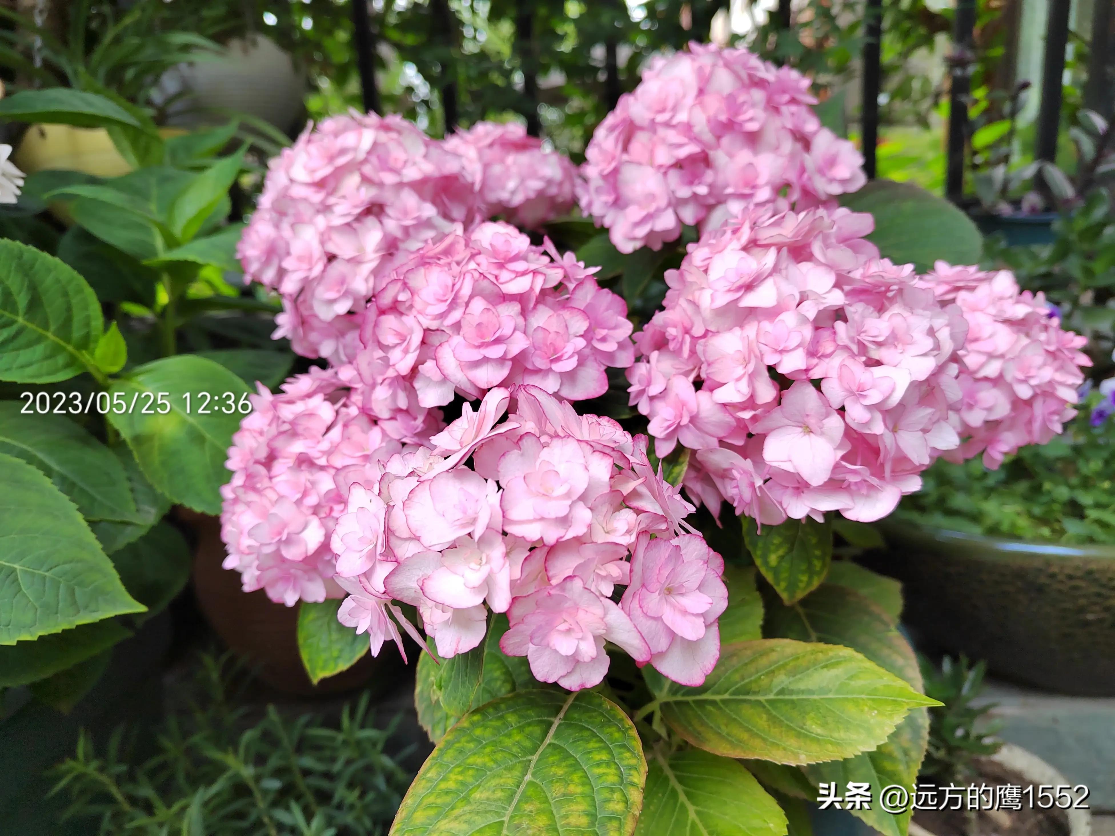 纱织小姐绣球是新老枝开花吗,绣球纱织小姐开花后的养护