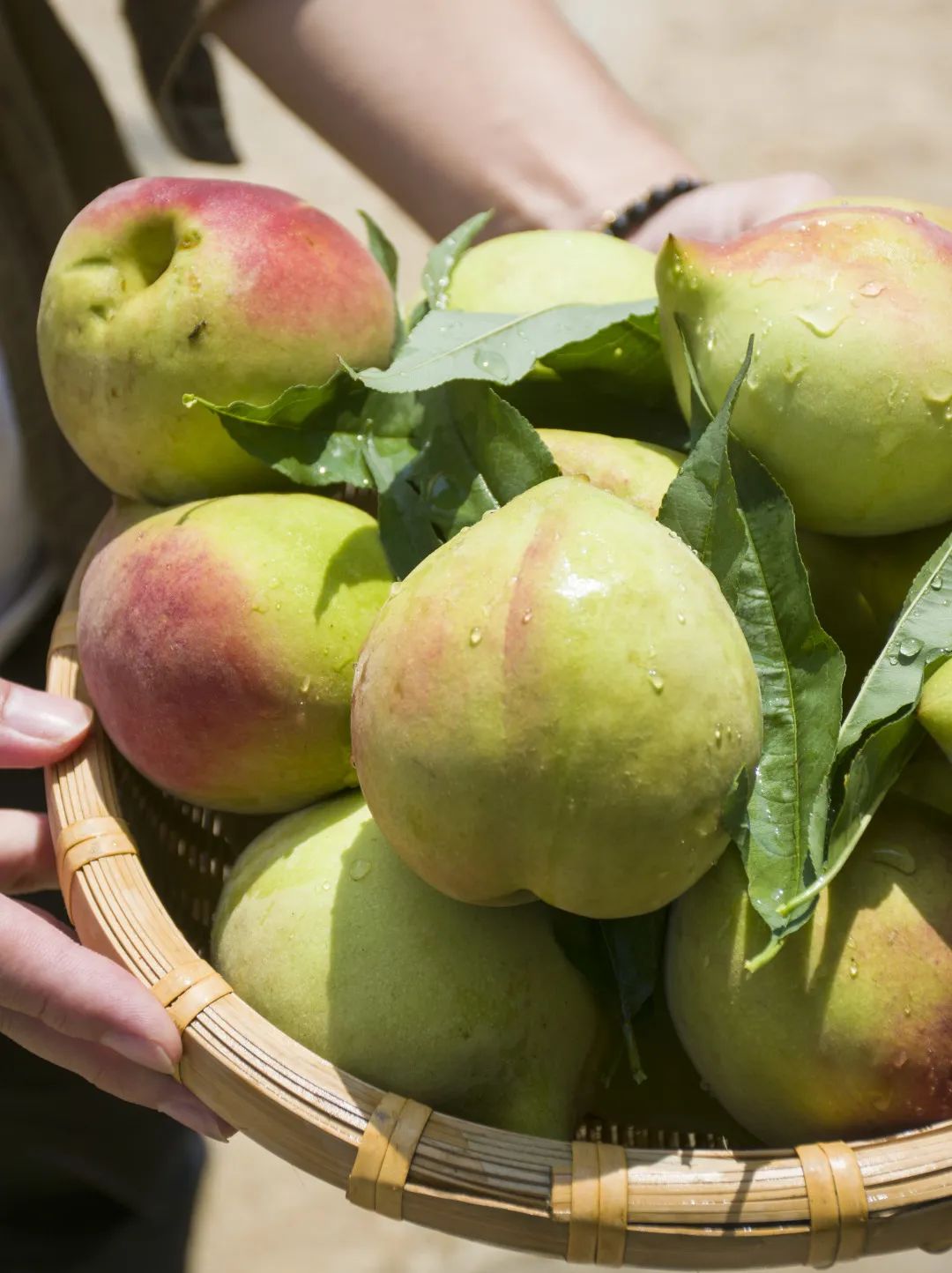 鹰嘴桃脆香甜,赣南鹰嘴桃新鲜现摘