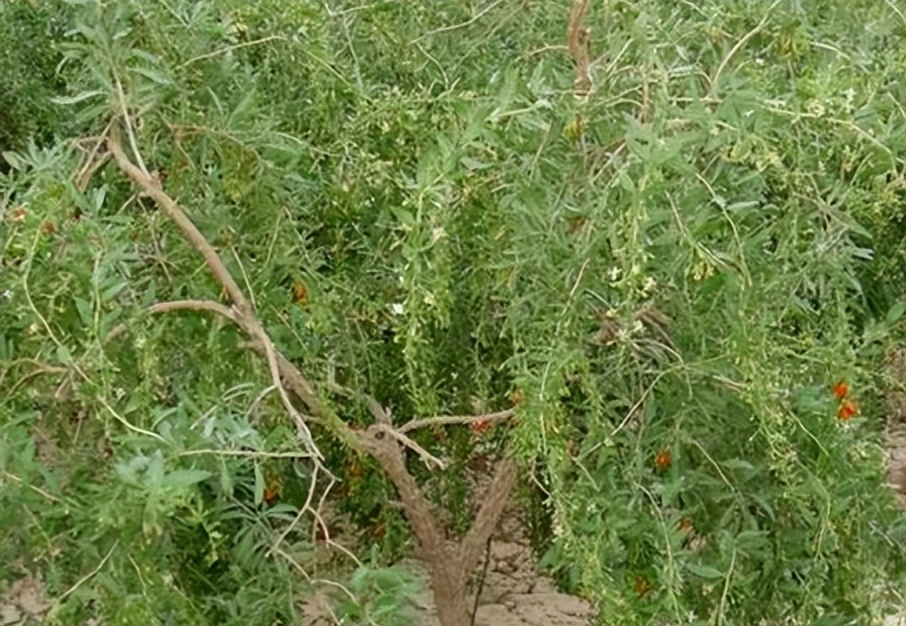 一味地骨皮泡水喝的功效,地骨皮的功效秘方