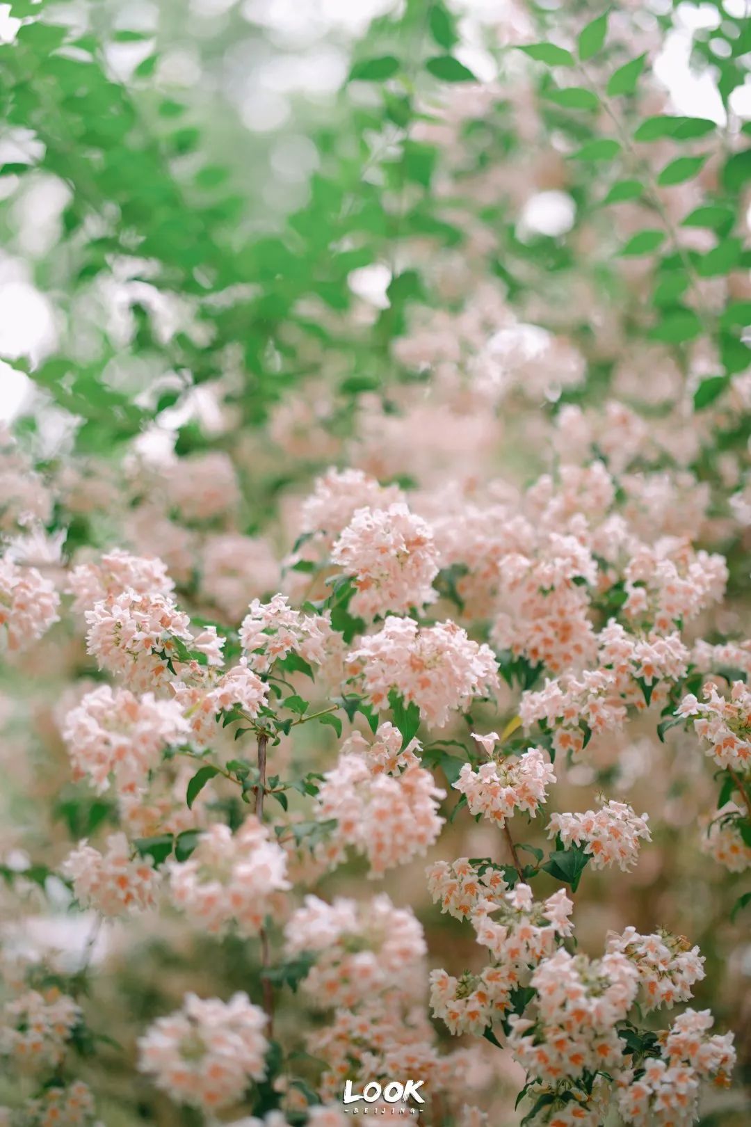 北京居庸关花海栈道,北京四季花海景区