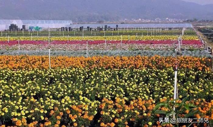 佛山去江门旅游景点推荐,佛山去江门旅游攻略