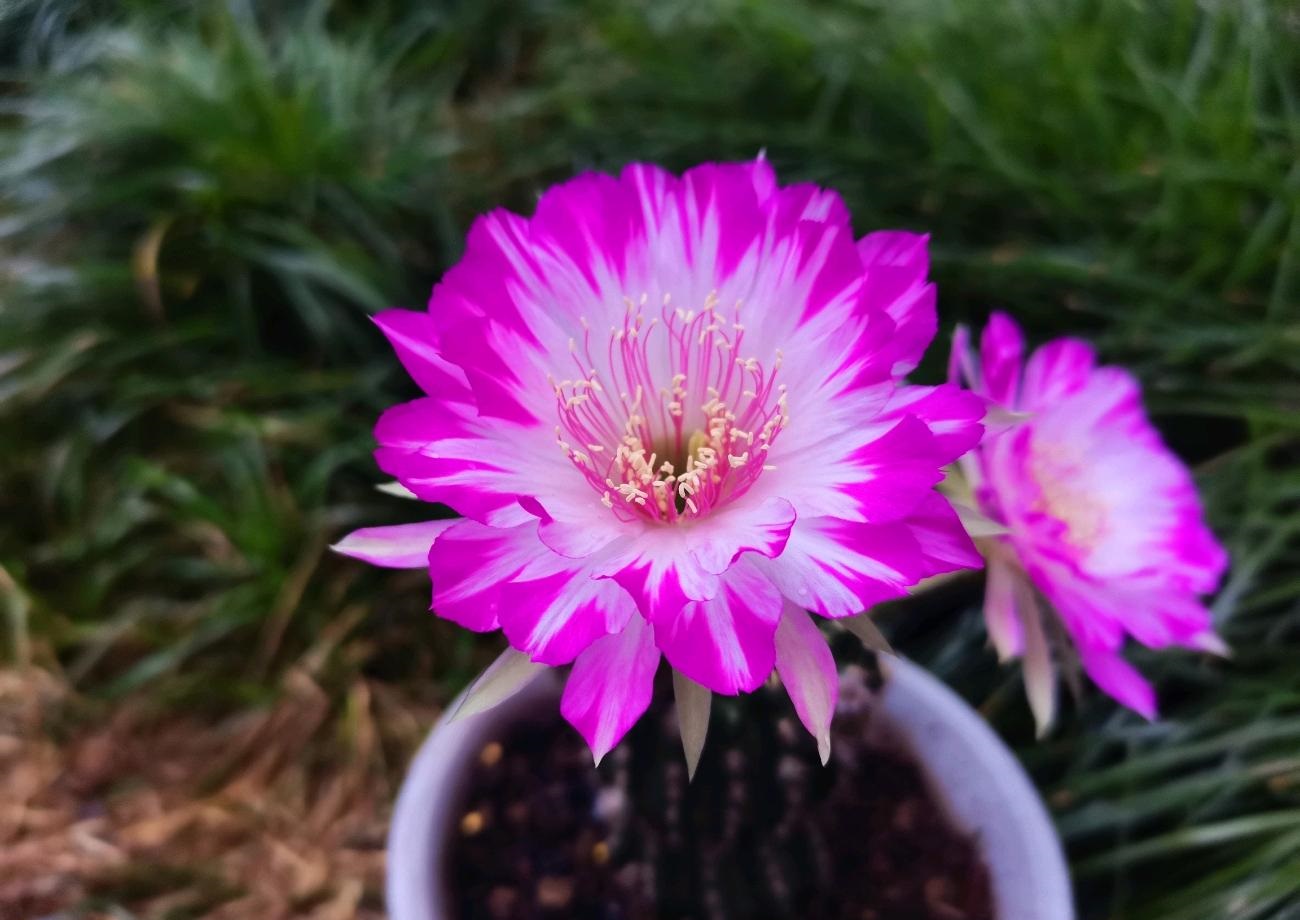 喜欢开花的仙人球有哪些品种,容易开花的仙人球有哪些品种