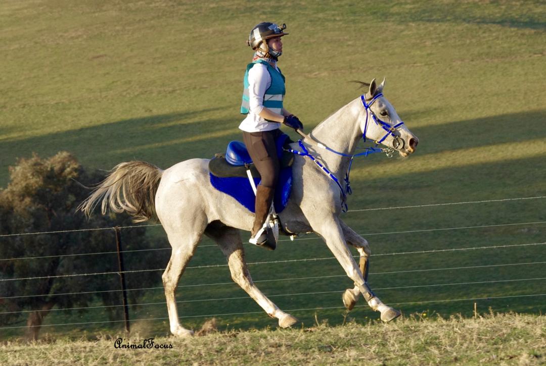 耐力赛骑手和马匹的装备，该如何选择？
