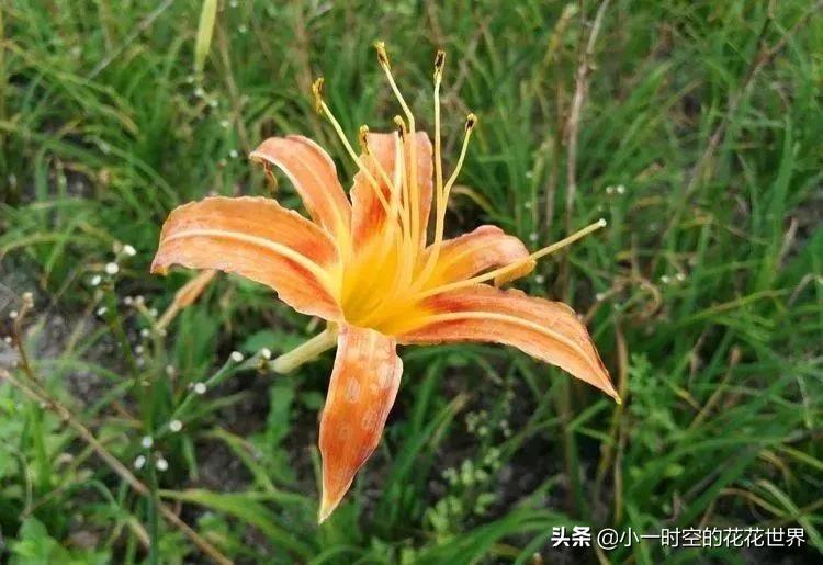 母亲节送母亲寓意最好的花,母亲节鲜花什么花好看