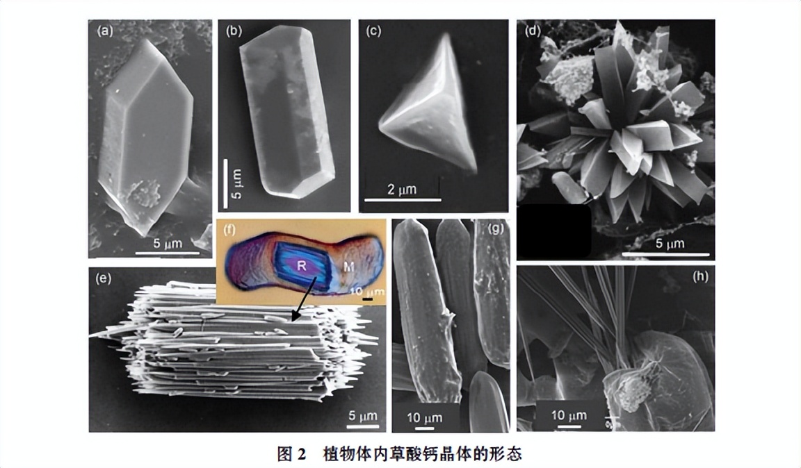 菠萝扎嘴是因为真有“针”？泡盐水不管用，你可以试试这样做！
