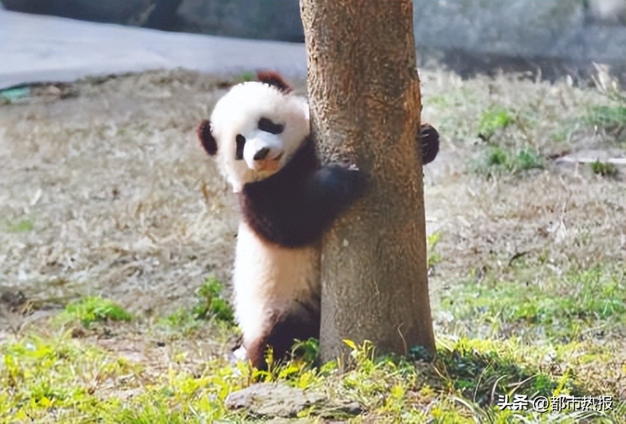 粘人精呆萌可爱的小宝贝,黏人精的小宝贝