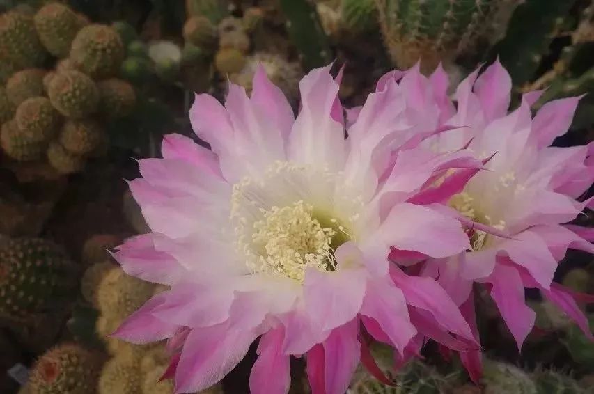 200种·仙人球开花图鉴，大开眼界，美到爆