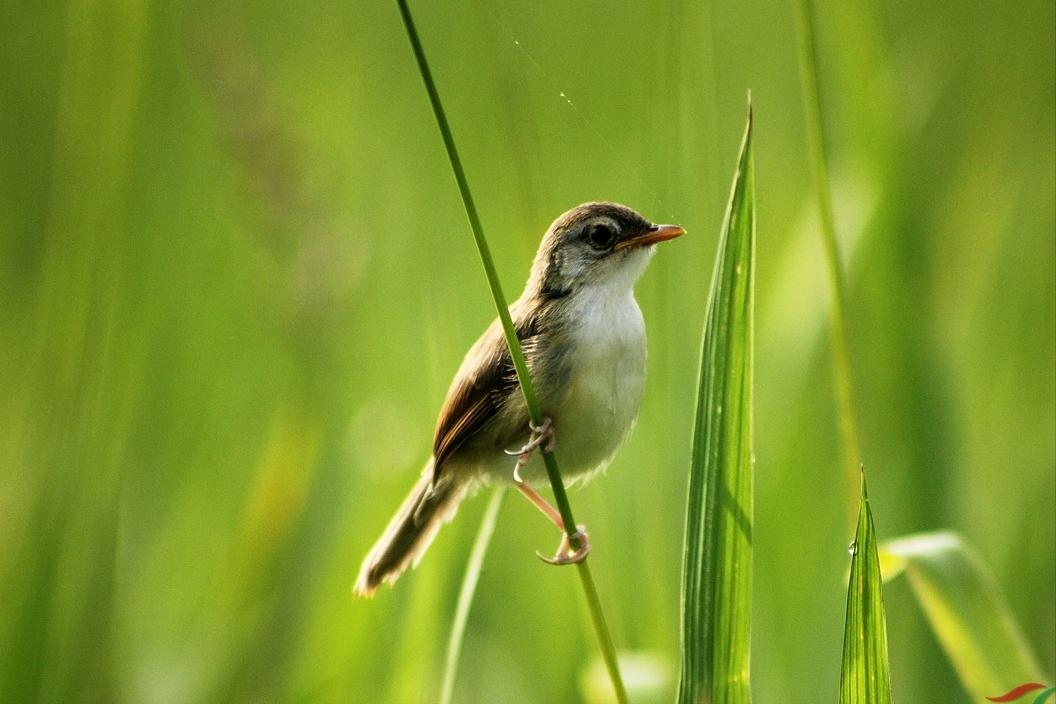 春天诗词最美十首,极美的十首春天诗词