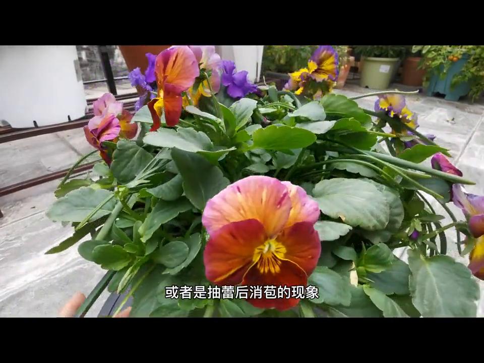 郁金香如何增加营养,郁金香如何快速增长