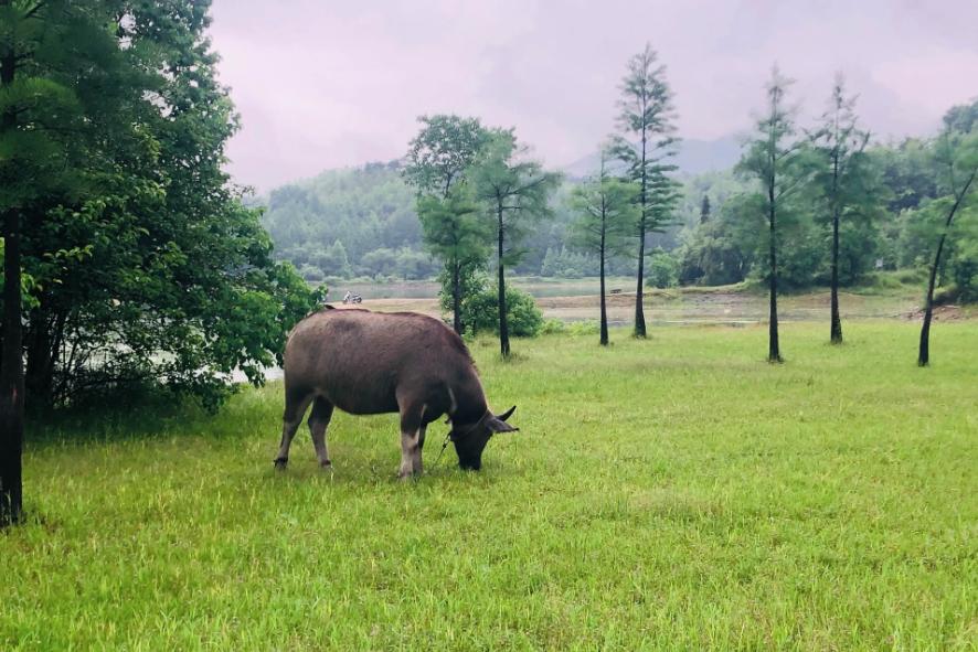 虎纹捕鸟蛛咬死牛事件,老虎捕杀大水牛