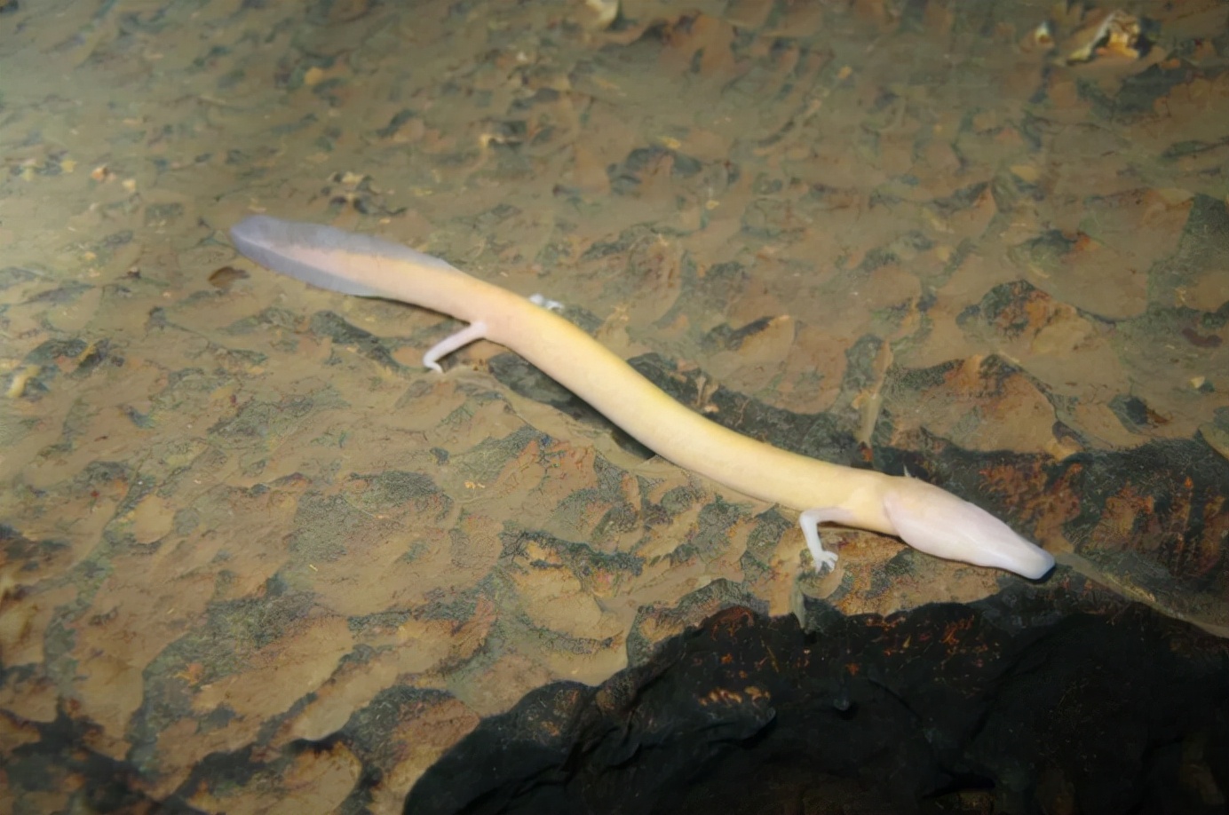 地球最像龙的人物,地球上最像外星物种的动物是章鱼