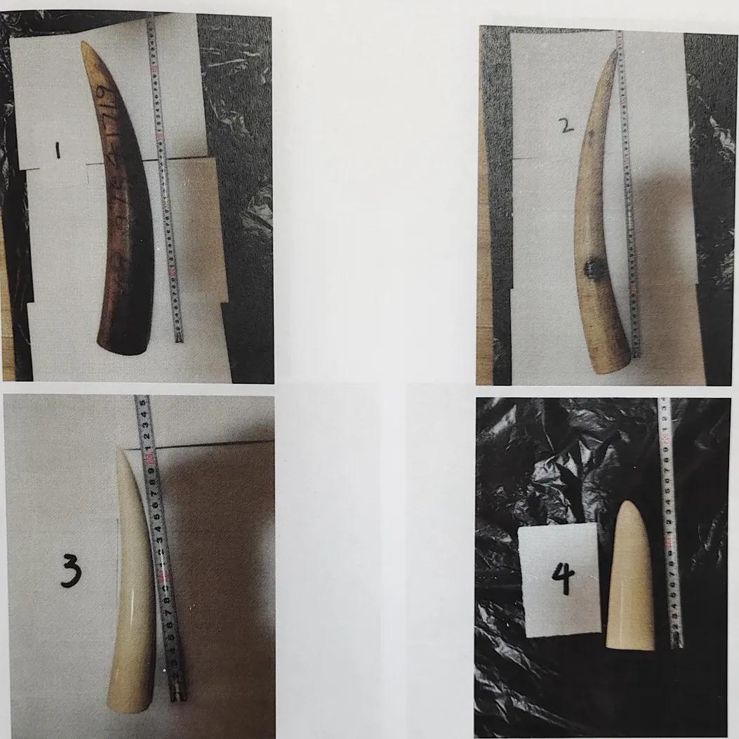 象牙的定罪与量刑,象牙最近判决结果