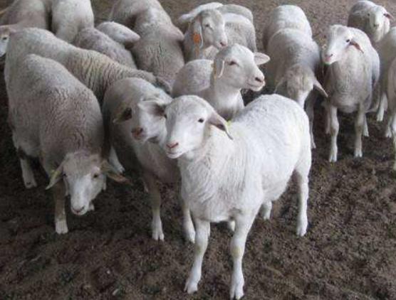 羊感冒用什么药好得快呢,羊感冒吃什么药