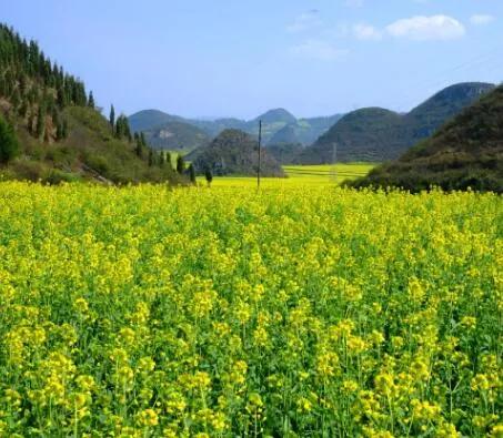春风吹拂大地一片生机,春风吹拂生机盎然