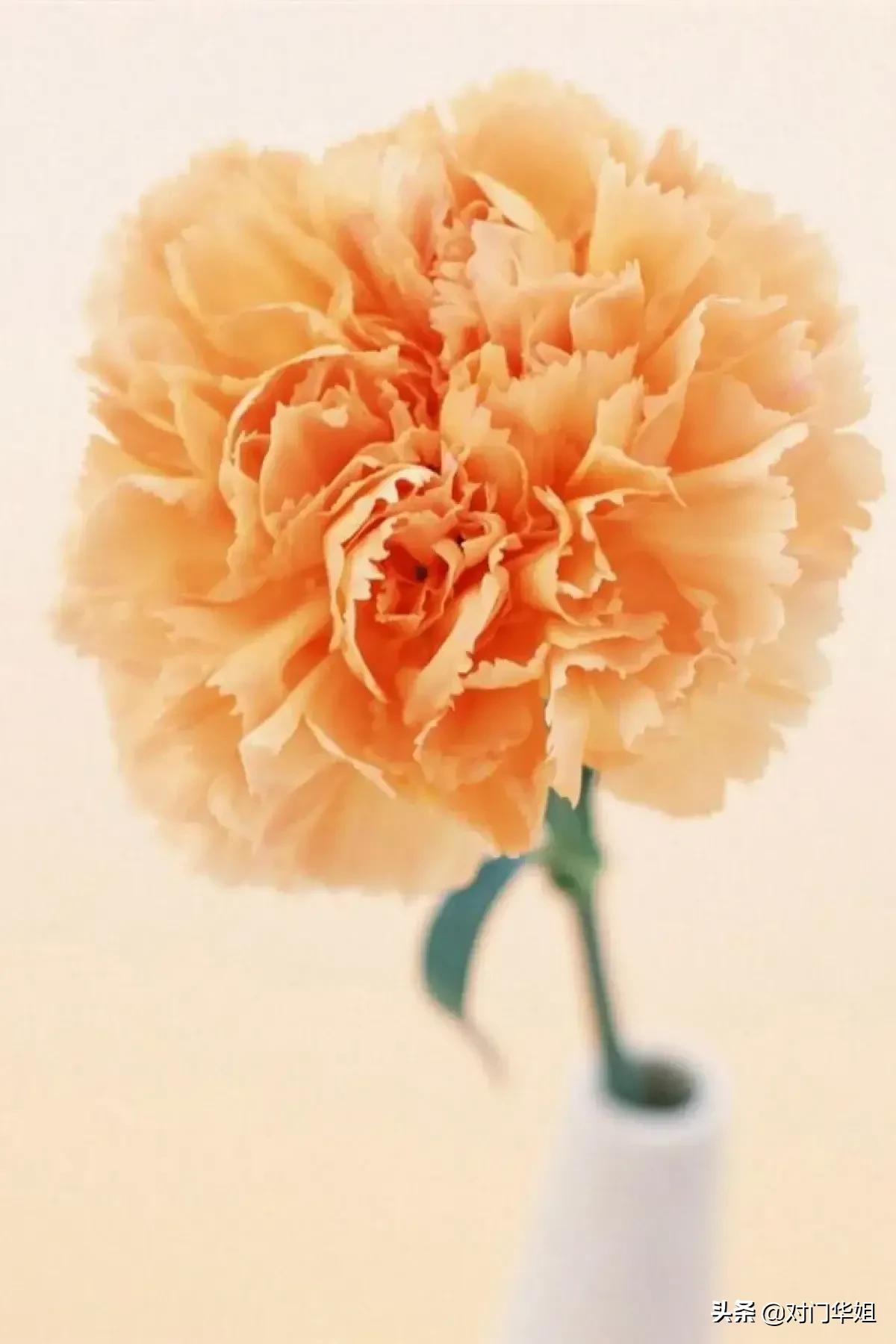 不朽的母爱,不朽的母爱全文