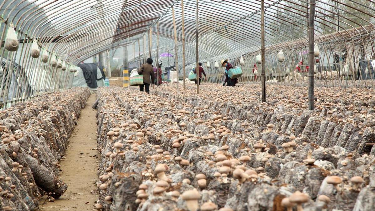 2023年禁止农村养猪狗鸡?官方发文,透露藏在农村的3大暴利行业