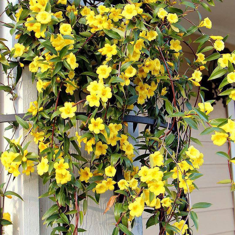 蛇蝎芙蓉花,皖南蛇蝎花