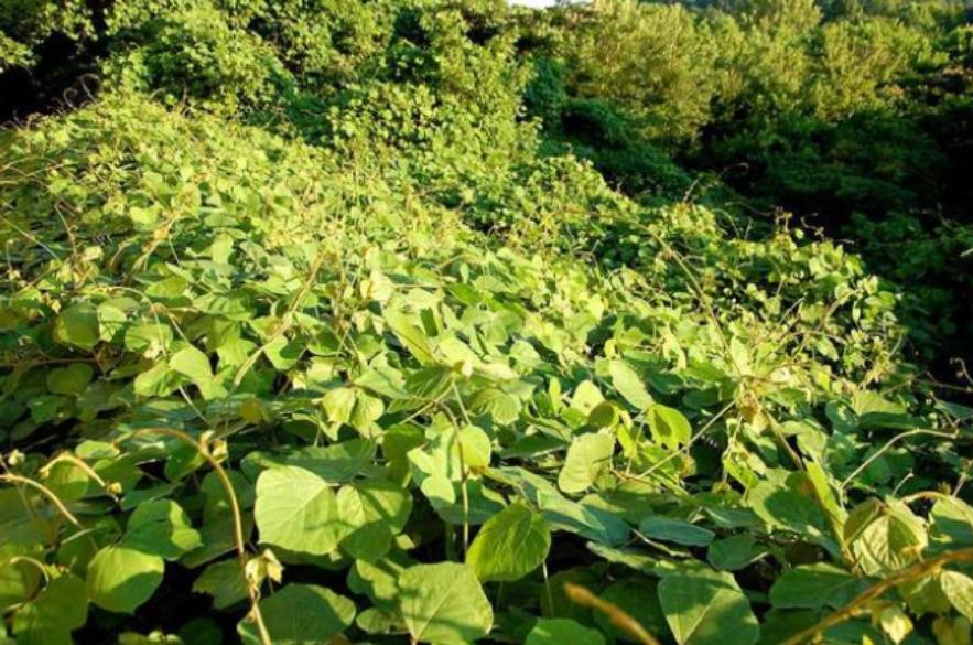 葛根在美国有多厉害,美国花50亿清理葛根