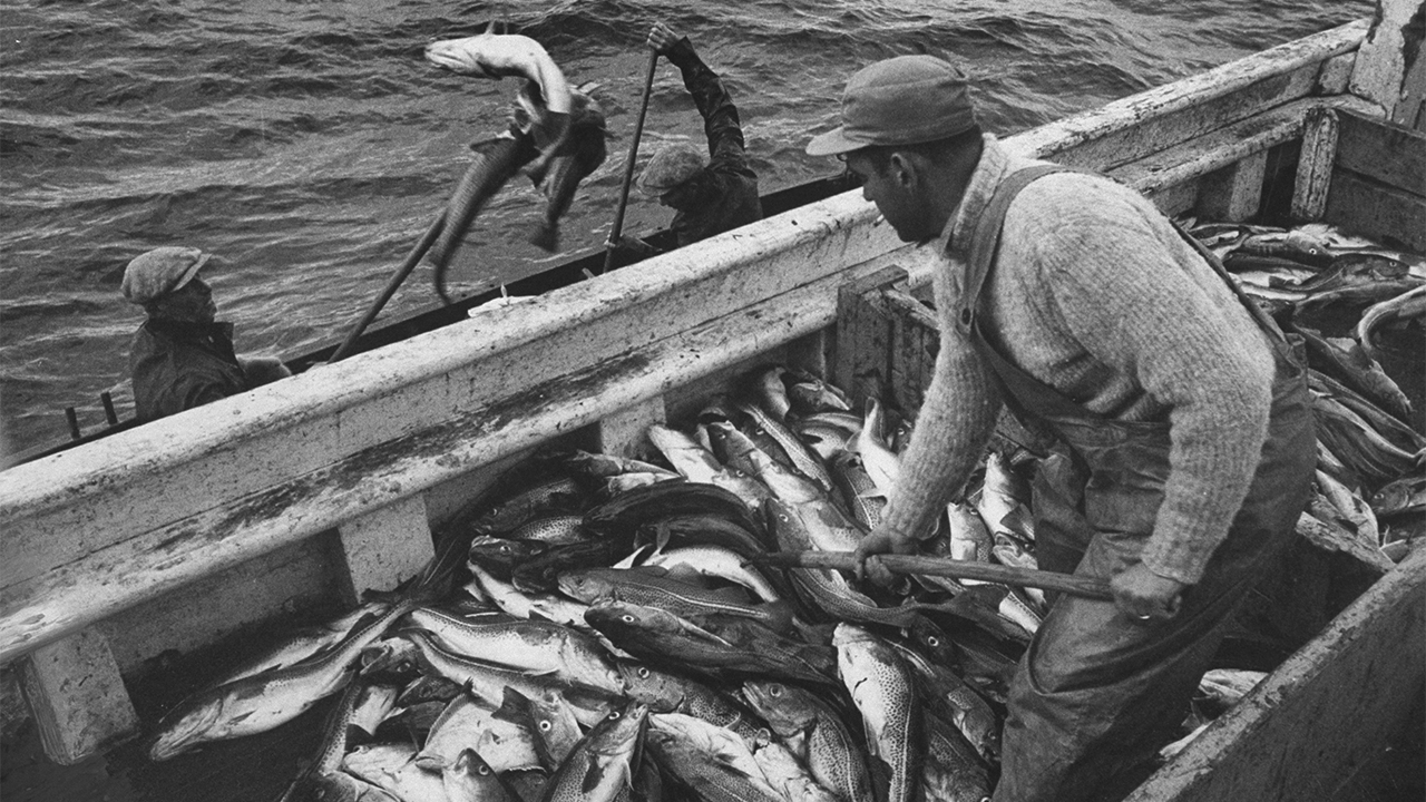 大西洋比目鱼灭亡了吗,大西洋鳕鱼事件