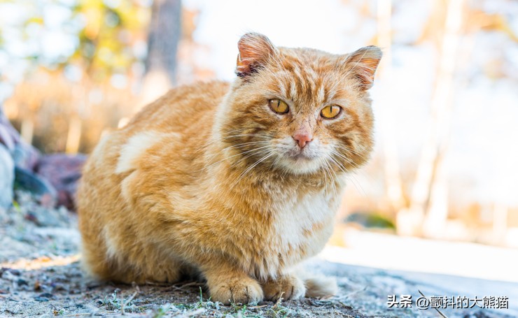 猫的寿命有望突破30岁,让猫咪寿命延长至30余年的疫苗