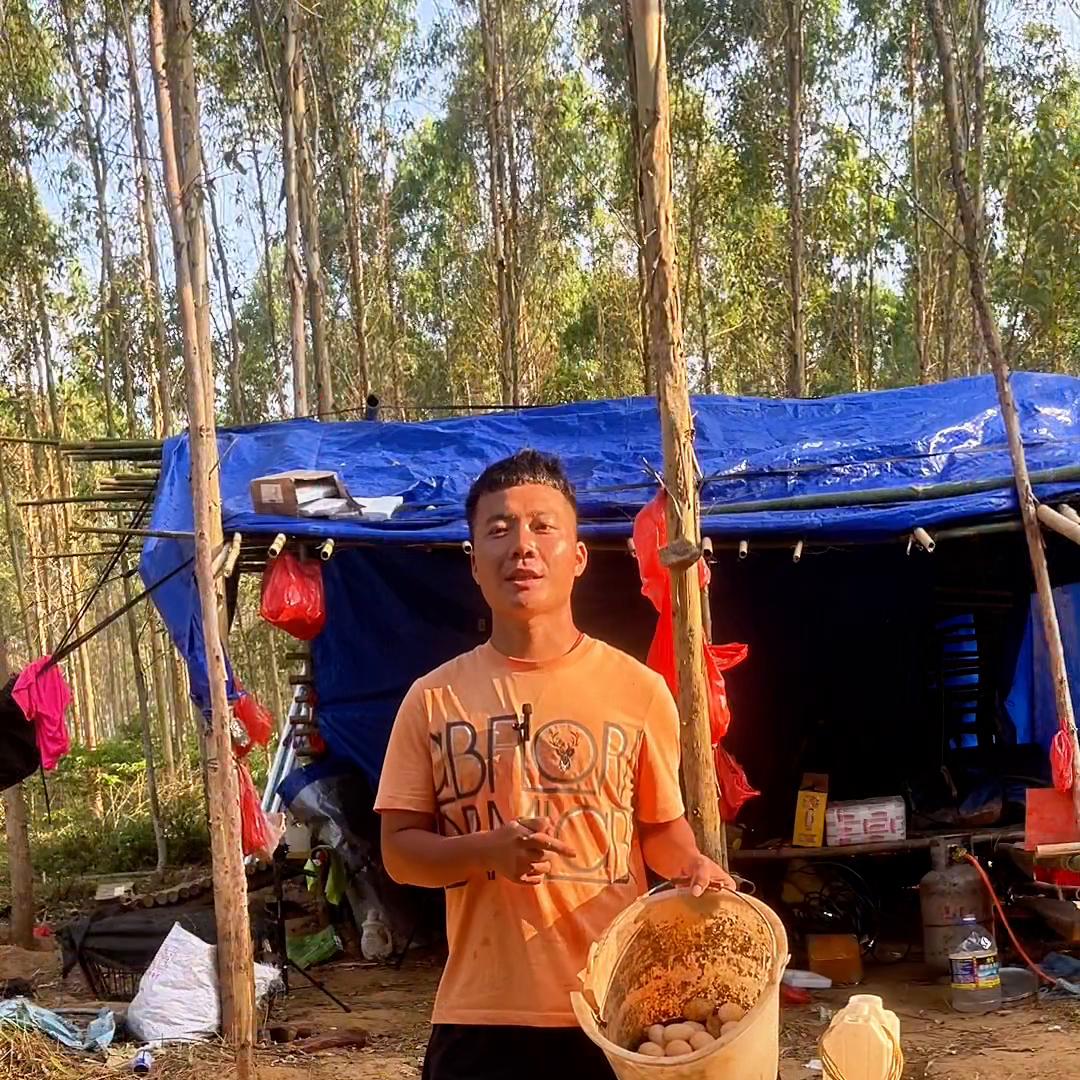 养羊的快乐视频,养羊的一天生活