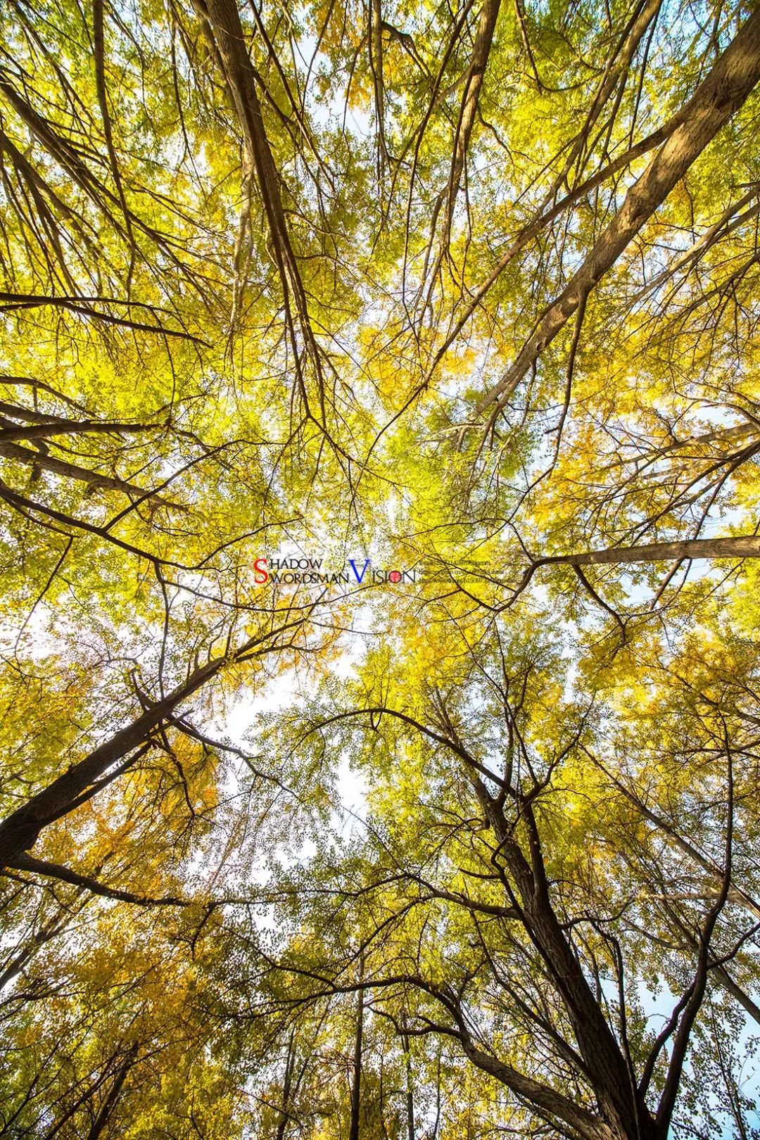 每一片银杏都不会辜负秋天,银杏从来不负秋原唱