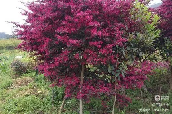 红花檵木的历史故事,白花檵木