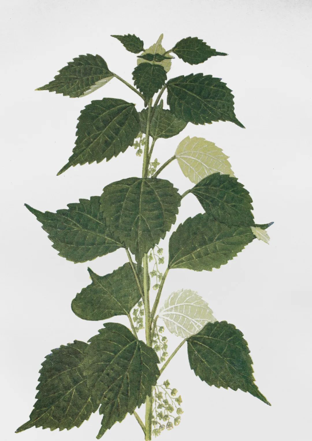 苎麻在哪本医书里被称为中国草,苎麻草如何寻找