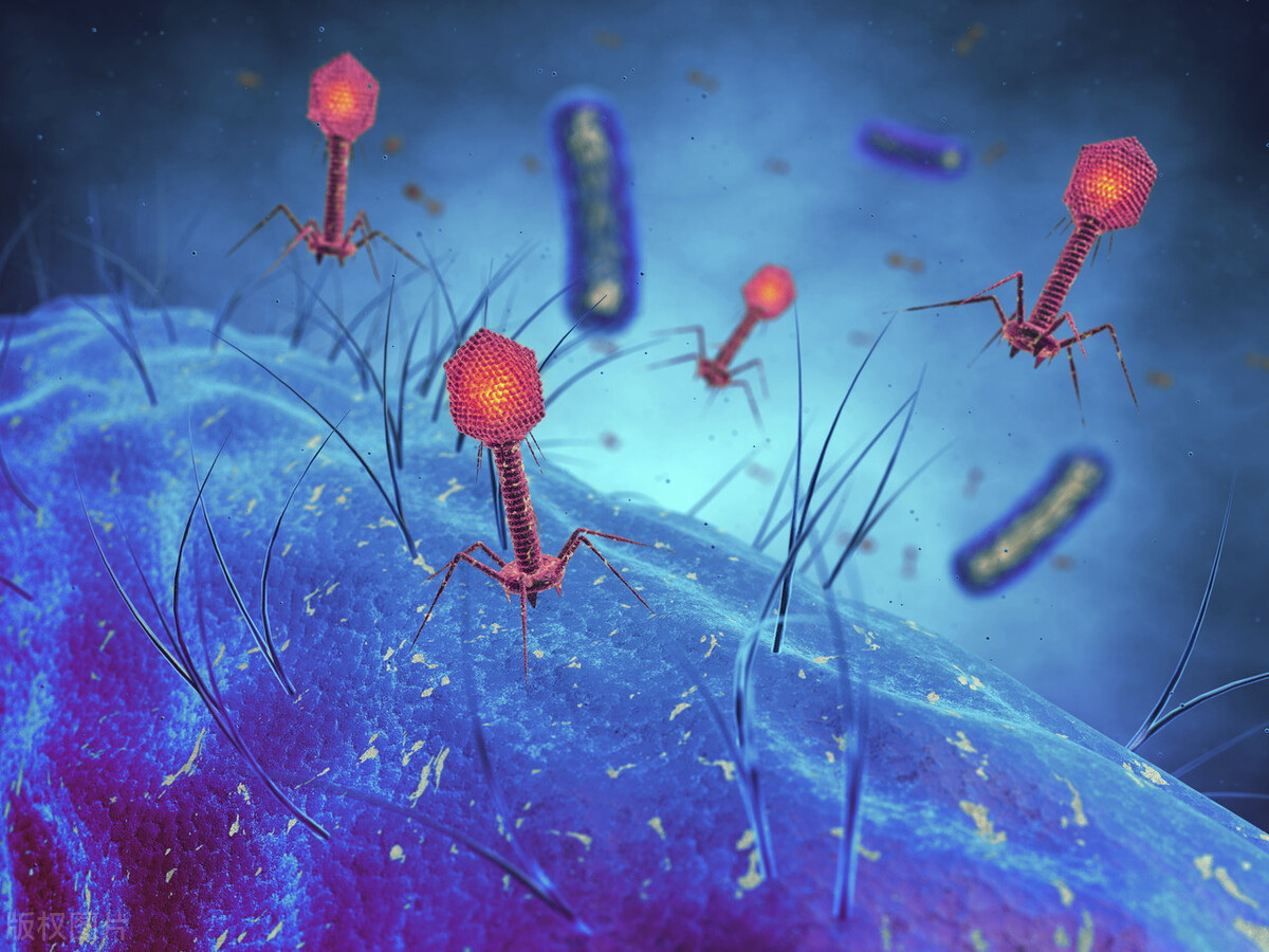 男子腹部痒，医生用镊子夹出16只阴虱！医生：阴虱有2个传播途径