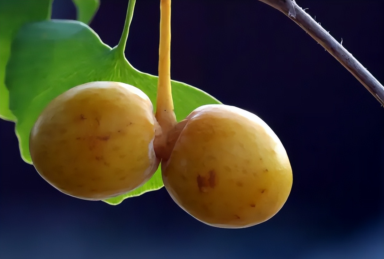 银杏树果是白果吗,银杏树是白果吗