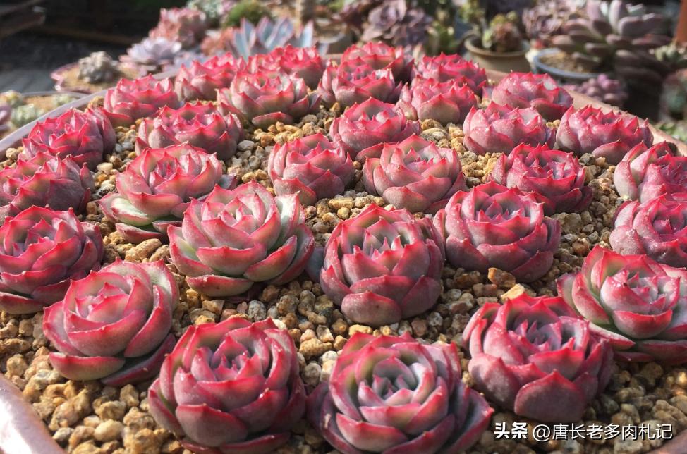 多肉侧影和水晶玫瑰是一样的吗,一种特别好养能度夏天的多肉