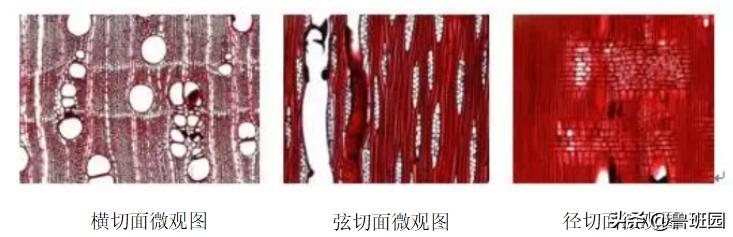 桃花心木的深度分析,桃花心木如何区别真的假的