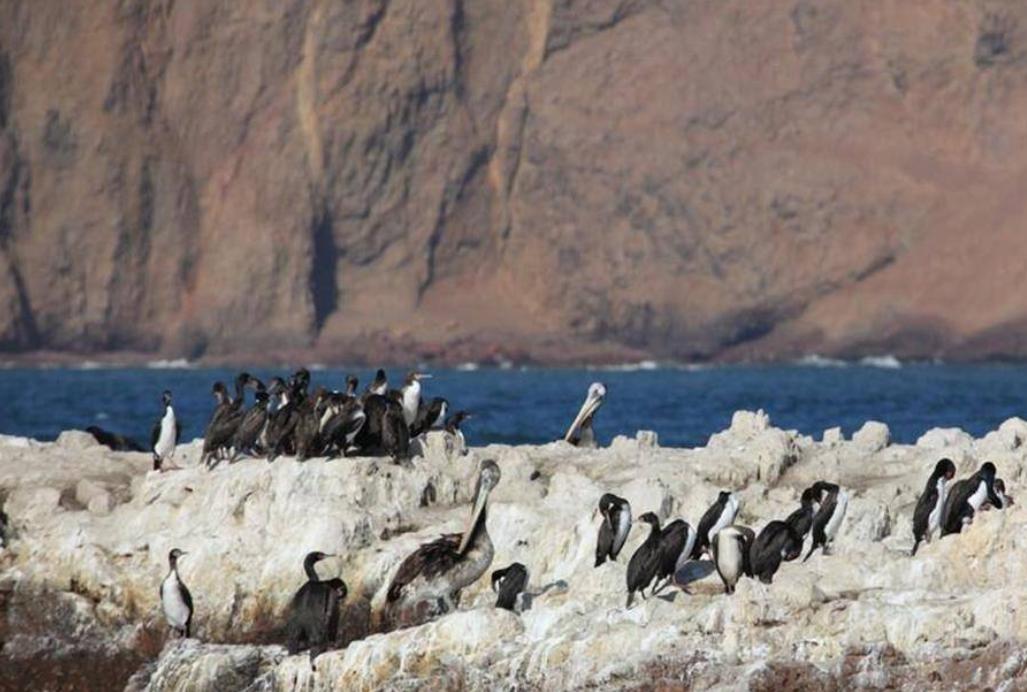 瑙鲁真的曾经很富有吗 (最有钱的瑙鲁是怎么破产的)
